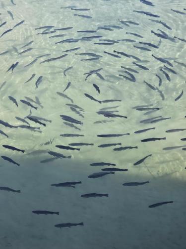 a flock of fish swimming in the water at Landhotel Lacknerhof in Mariapfarr