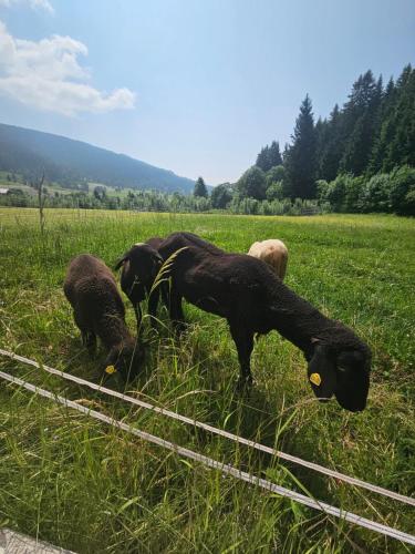 a group of sheep grazing in a field at Landhotel Lacknerhof in Mariapfarr