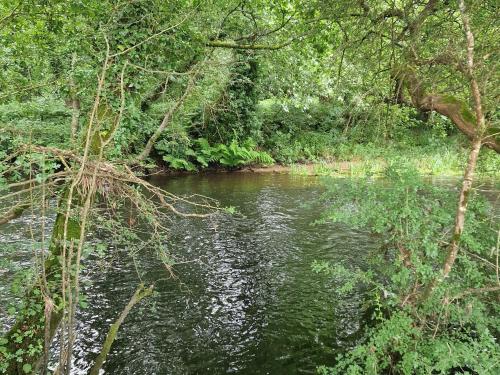 a stream of water with trees and a forest at Casa Horreo lar san Adrián in A Coruña
