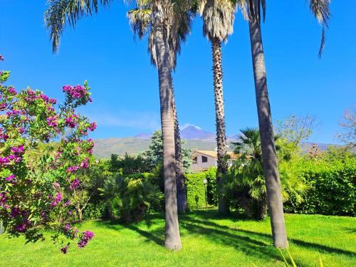 a yard with palm trees and a house with mountains in the background at Villa Domenico in Zafferana Etnea