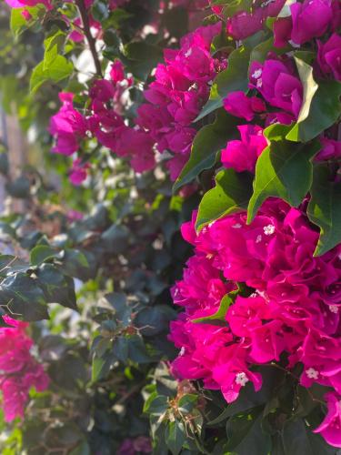 a bunch of pink flowers on a bush at Daniela Apartments in Nea Roda