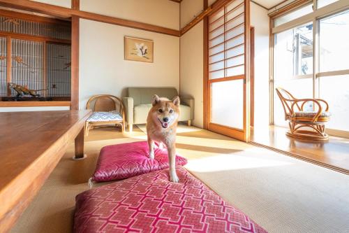 Kawatanaにある古民家民泊ーよかよーの部屋の中の赤豆袋に立った犬