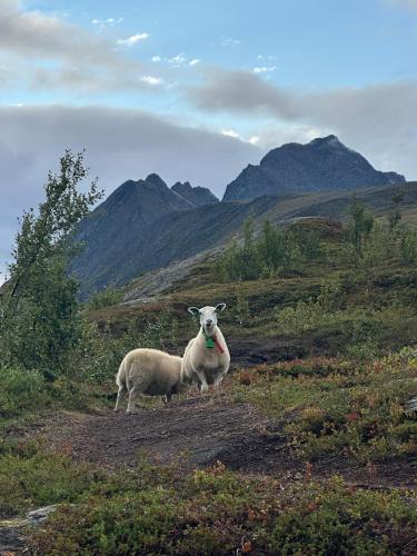 two sheep standing on a hill with mountains in the background at Lyngen Blue House in Lyngseidet