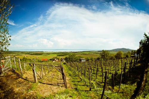 a vineyard with a bunch of vines in a field at Villa Campana in Siófok