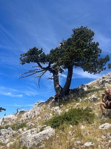a man sitting next to a tree on a hill at Bed And Breakfasts LA CASETTA in Terranova di Pollino