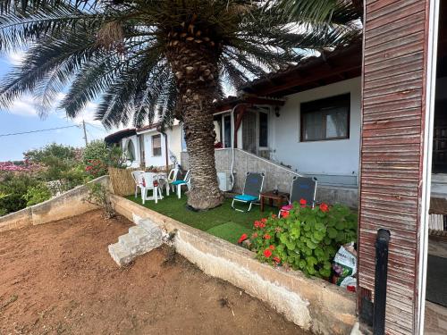 a palm tree in a yard next to a house at Blue Panorama Crystal in Mákri