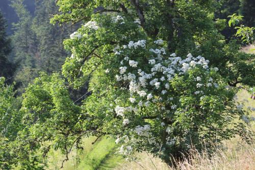a tree with white flowers on it in a field at The Moosbach Garden in Nordrach