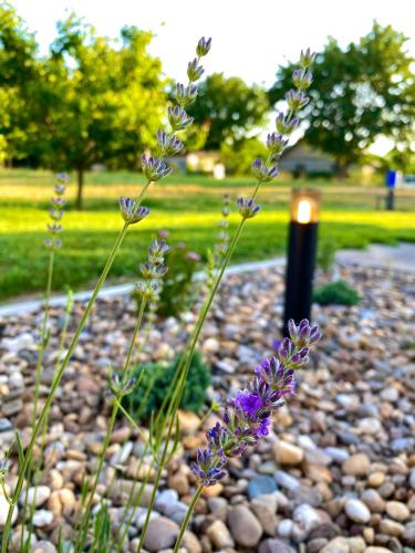 a bunch of purple flowers in a gravel garden at Altiora in Subotica