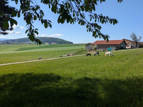 a group of horses grazing in a field at Ponyhof Adam Urlaub auf dem Bauernhof in Eschlkam