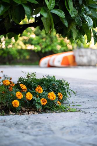 Jardín al aire libre en GuestHouse Mrshe Palace