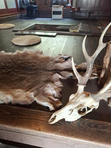 ホームステイの敷地内または近くにいる動物