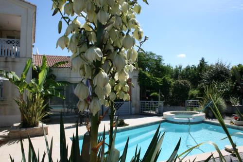 un arbre aux fleurs blanches près d'une piscine dans l'établissement Phil34, à Valergues