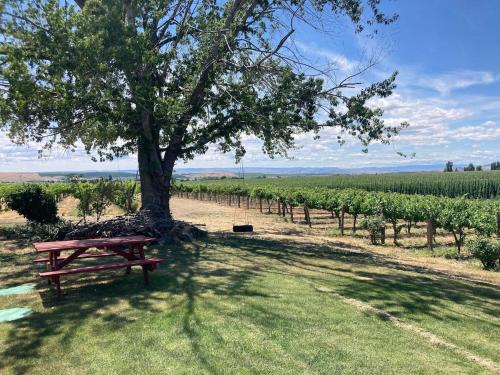 Φωτογραφία από το άλμπουμ του Vineyard and winery guest house 