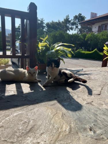 two cats sitting on the ground in the shade at Hotel Kaceli in Berat