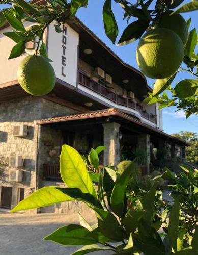 a building with a bunch of oranges hanging from a tree at Hotel Kaceli in Berat