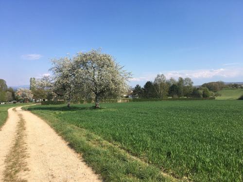 a dirt road in a field with a tree at Apartment thermale luxeuil in Abelcourt