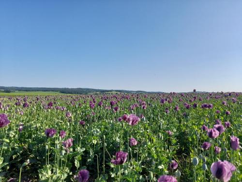 ホリデーパークの近くで見られる自然の景観
