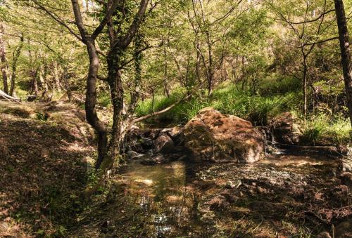 a tree in the middle of a stream in a forest at Il Laghello Wood House in Framura
