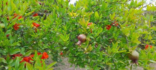 a tree filled with lots of green leaves and red flowers at Ktima Rodies in Neochori Zacharo in Neokhórion