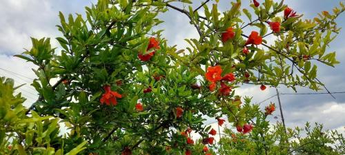 a tree with lots of red flowers on it at Ktima Rodies in Neochori Zacharo in Neokhórion