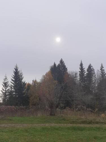 a tree in a field with trees in the background at Traditional Swedish loghouse in Hagfors