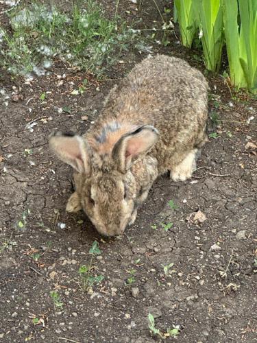 a rabbit sitting on the ground in the dirt at Hayots Ojakh in Sevan