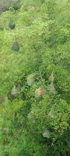 a field of green grass with rocks and plants at AK family Home Stay in Gaushala
