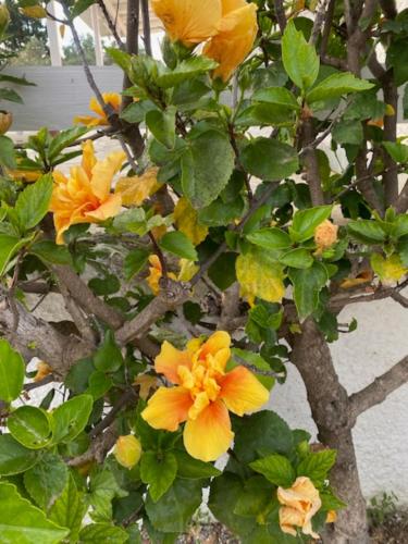 a bunch of yellow flowers on a tree at Zante Star Summer House in Zakynthos Town