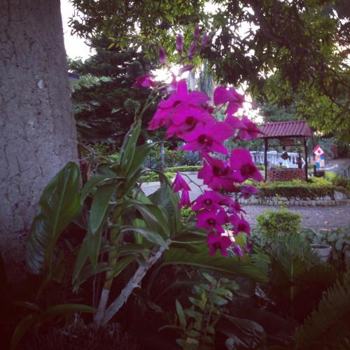 a bunch of pink flowers in a garden at Sana El Jardin Secreto in Santiago de los Caballeros