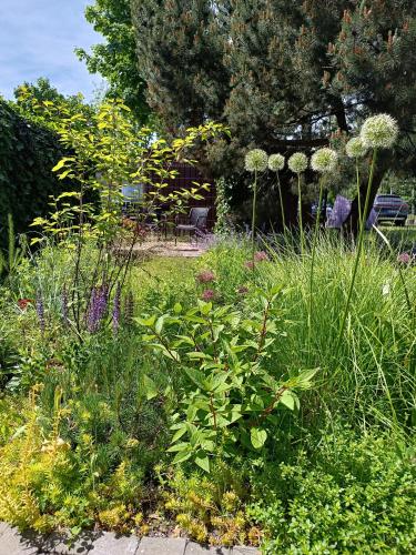 a garden with many different types of plants at Pievų Tako kiemelis in Klaipėda