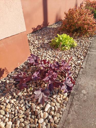 a garden of rocks and plants on the side of a building at Bodza apartman in Gyula
