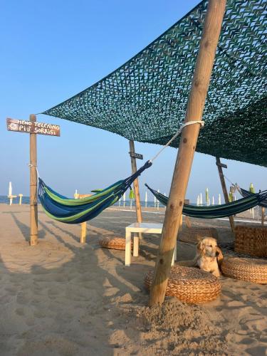 a dog laying in a hammock on a beach at Camping Grande Italia in Chioggia
