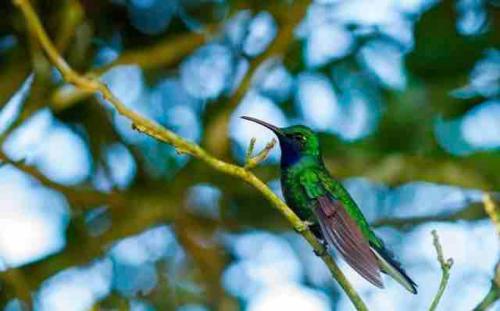 a humming bird sitting on a tree branch at Modern Apartment near Pigeon Point with Breakfast in Bon Accord