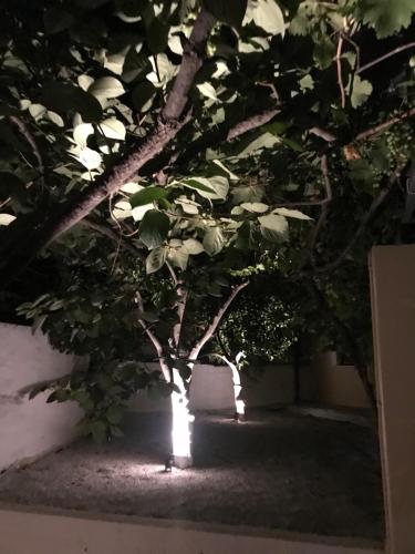 a tree with lights on it in a yard at Amalthia House in Samos
