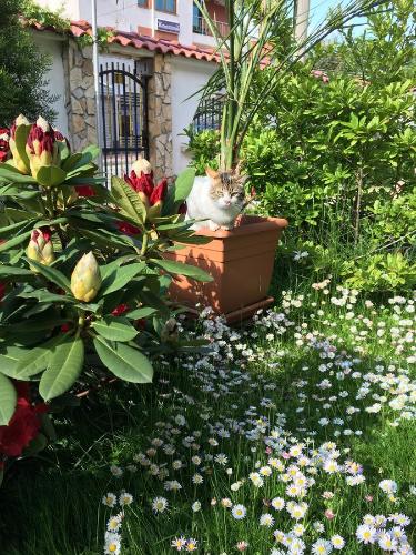 a cat sitting in a flower pot in a garden at Guesthouse Elizabeth in Samokov