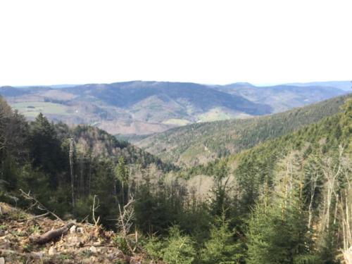 a view of a valley with trees and mountains at Appartement studio in Boersch