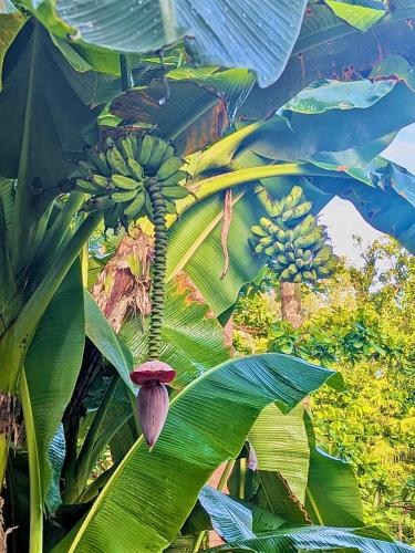 a bunch of bananas hanging from a banana tree at Fully Private, Beach Access, Native Cottage, Queen Bed, AC, WiFi in General Luna