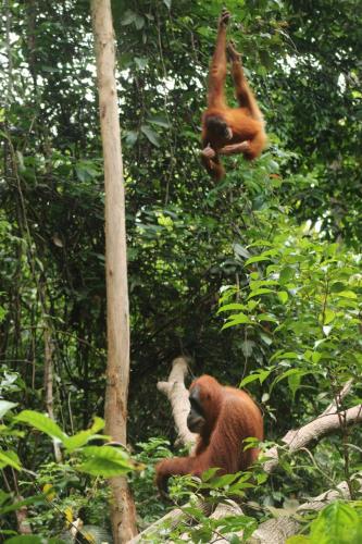 Photo de la galerie de l'établissement Backpacker Lodge, à Bukit Lawang