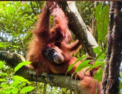 Άλλα ζώα σε αυτό το hostel ή στη γύρω περιοχή