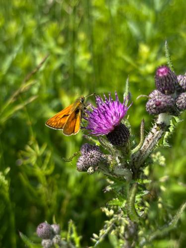 a butterfly is sitting on a purple flower at inNature Haurholm Apartments in Lønstrup
