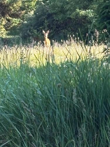 a deer standing in a field of tall grass at inNature Haurholm Apartments in Lønstrup