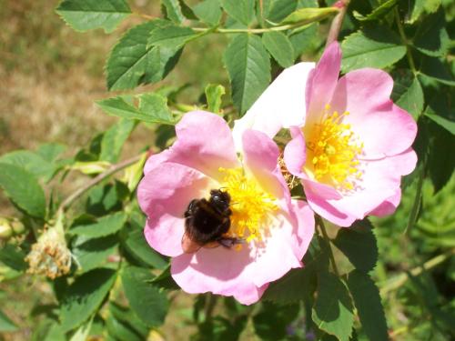 a bee pollinating a pink flower with a yellow center at Villa Ekebo Bed & Kitchen in Borgholm
