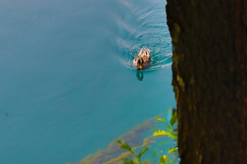a person swimming in a body of water at Holiday Homes Mujo Bejzin in Račić