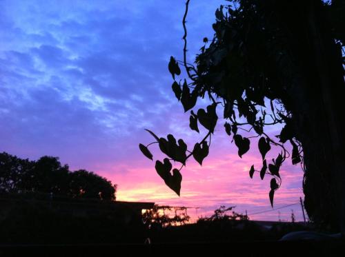 a silhouette of a tree with a sunset in the background at Casa Antigua Hotel in Alajuela City