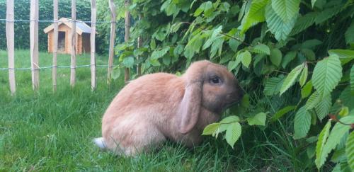 Un conejo marrón sentado en el césped junto a una valla. en Übernachtung im Bauwagen, en Stedesdorf