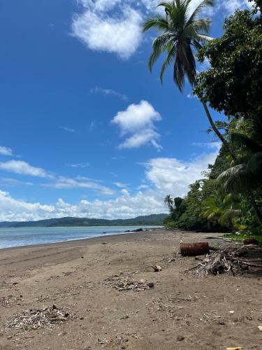 a sandy beach with a palm tree and the ocean at fenix soul hostel ocean view in Drake