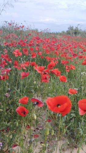 a field of red poppies in a field at Fonda Aparicio in Fuentespalda