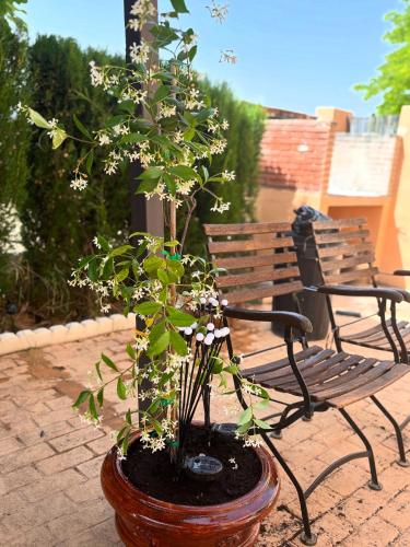 a plant in a pot next to a bench at Casa Rural con encanto Señorio Manchego ALBACETE in Yeste