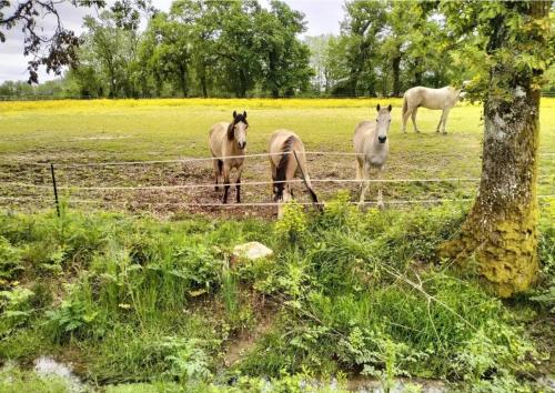 un groupe de chevaux debout dans un champ derrière une clôture dans l'établissement Métairie de Galeben, à Saint-Jean-de-Marsacq