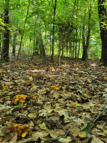 a pile of leaves on the ground in the woods at Piecówka Wysokie Kaczki in Kaczkowo